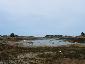 barnacle-paimp