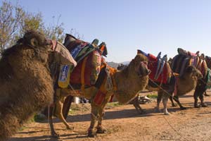 camel1 Scary things, and they spit