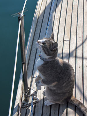 mildrag Millie took her inspiration for tai chi directly from nature
