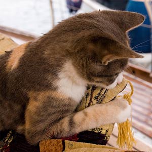 Millyü