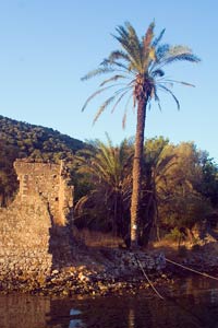 palm