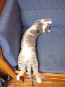036 Just checking the upholstery... it could do with a clean... anyone?
