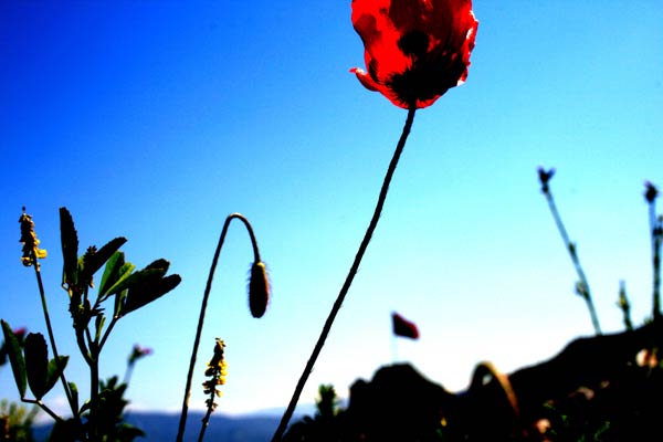 poppy