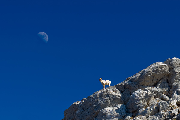 goat-moon2 My fave shot ;)