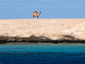camel