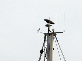 osprey