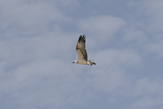 bird-of-prey