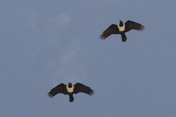 bird-of-prey3