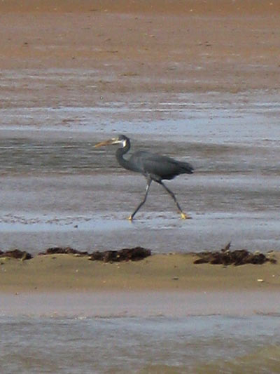 bird