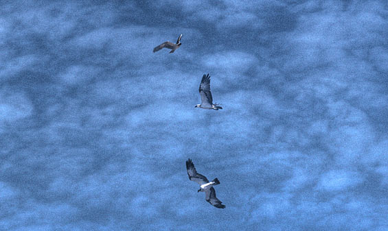 birds-close