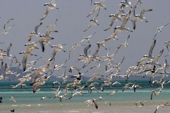 flock