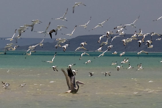 many-birds