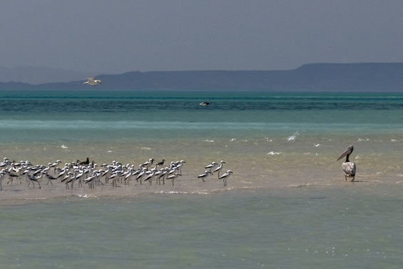 pelican-look