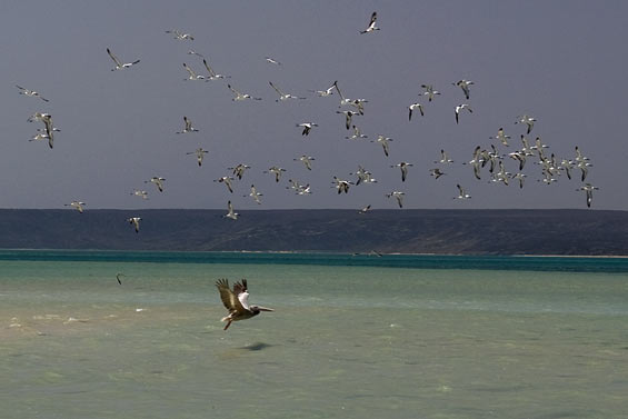 pelican-take-off