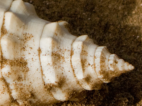 shell