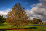 chestnut