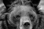 bearsquare