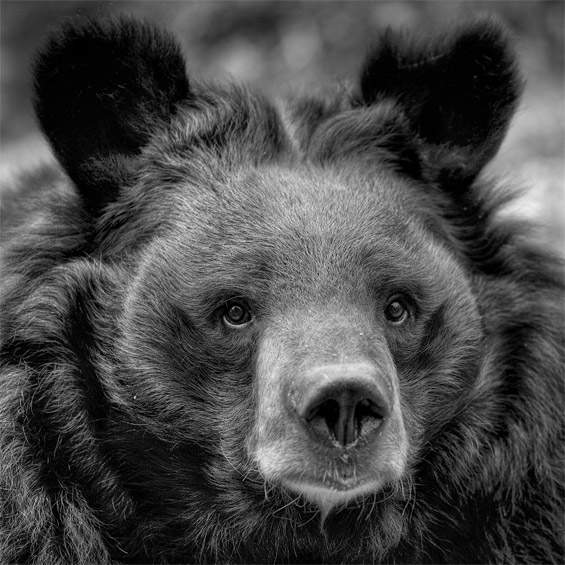 bearsquare