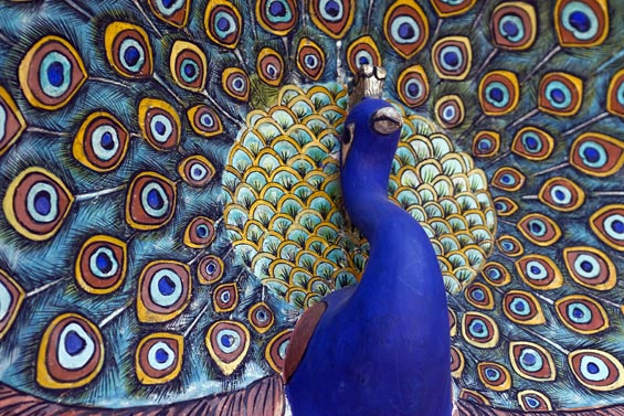 peacock565